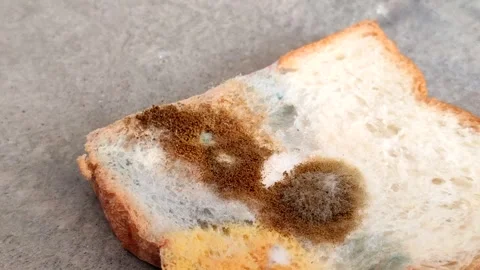 Rhizopus stolonifer (black bread mold) growing on rotten bread surface Stock Footage 340860727