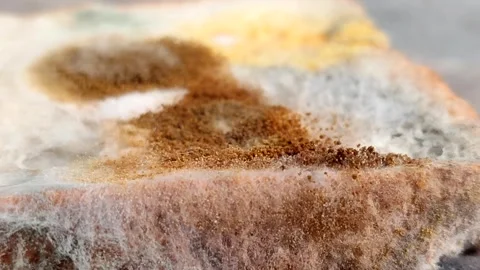 Rhizopus stolonifer (black bread mold) growing on rotten bread surface Vídeos de archivo 340860735