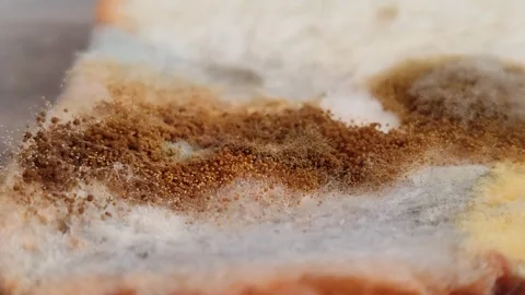 Rhizopus stolonifer (black bread mold) growing on rotten bread surface Stock-Footage 340860736