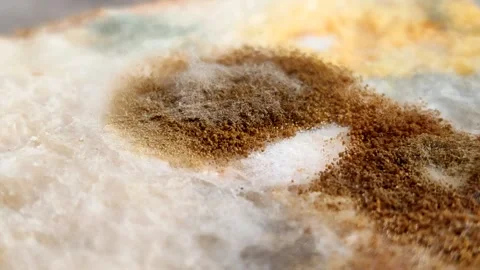 Rhizopus stolonifer (black bread mold) growing on rotten bread surface Vidéo 340860739
