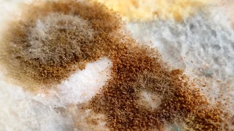 Rhizopus stolonifer (black bread mold) growing on rotten bread surface Stock Footage 340860740