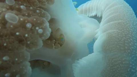 Rhizostome jellyfish Stock Footage 80745896