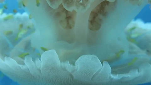 Rhizostome jellyfish Stock Footage 80746057