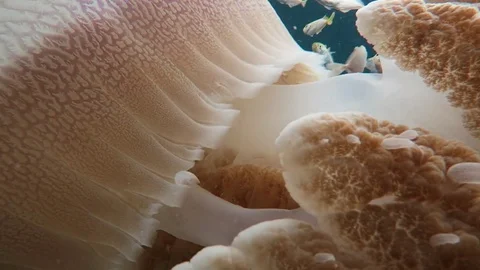 Rhizostome jellyfish Stock Footage 80848028