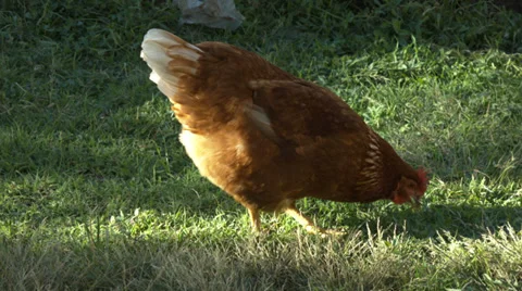 Rhode island red chicken finding food Stock Footage 35974734