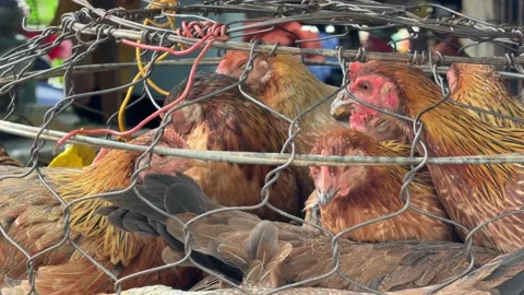Rhode Island Red chickens look outward through wire fencing, with neighboring 库存影片 329373450
