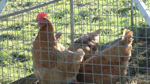 Rhode Island Red chickens in metal coop, Stock Footage 1089464