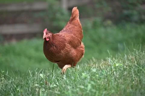 Rhode island red chikens Stock Photos