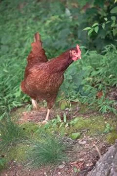 Rhode island red chikens Stock Photos