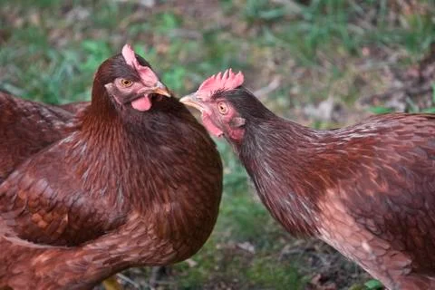 Rhode island red chikens Stock Photos