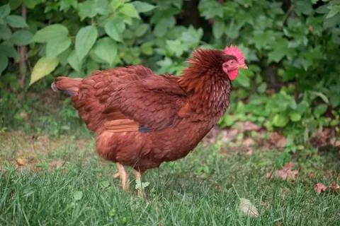 Rhode island red Stock Photos