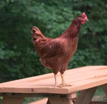 Rhode island red Stock Photos