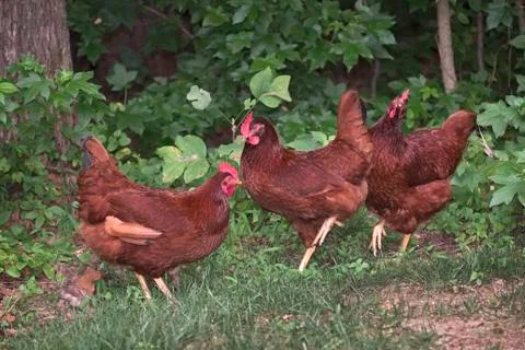 Rhode island red Stock Photos