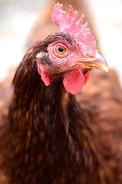 Rhode Island Red Foto stock
