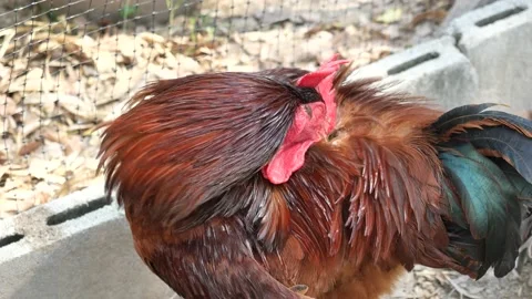 Rhode Island Red Rooster cleaning it`s feather in farm Stock Footage 146765401