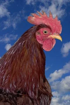 Rhode Island Red rooster Stock Photos