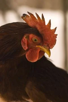 Rhode Island Red rooster Stock Photos