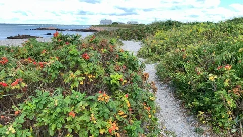 Rhode Walking along ledge on rocky rural coastline beach - New England 4K Video stock 115919833