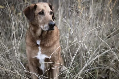 A Rhodesian Lab hiding himself in the tall grass 写真素材