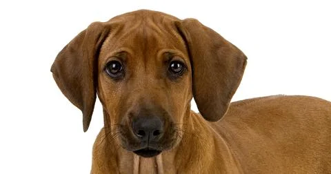 Rhodesian Ridgeback, 3 Months old Pup against White Background Stock Photos