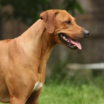 Rhodesian ridgeback bitch Stock Photos