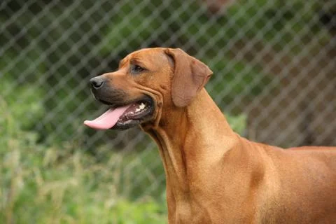 Rhodesian ridgeback bitch Stock Photos