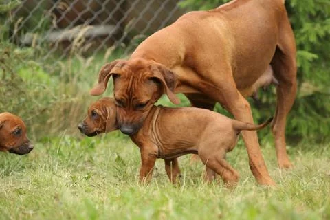 Rhodesian ridgeback bitch with puppy Stock Photos