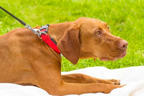Rhodesian ridgeback close-up Stock Photos