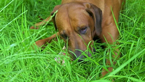 Rhodesian ridgeback dog chews on fresh raw bone on green grass Natural dog food Stock Footage 243598924