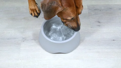Rhodesian ridgeback dog drinking water from grey bowl Close up Stock Footage 319598657
