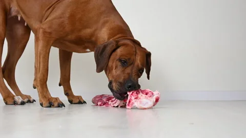 Rhodesian ridgeback dog eating chewing big natural fresh raw beef tail bone Stock Footage 145621086