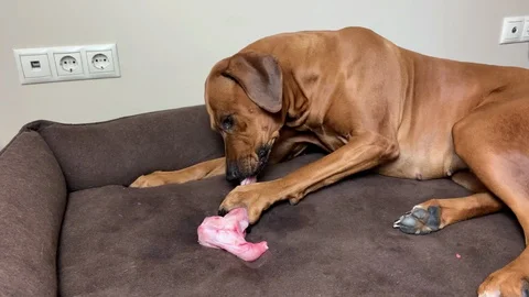 Rhodesian ridgeback dog eating raw meaty bone. Stock Footage 129785842