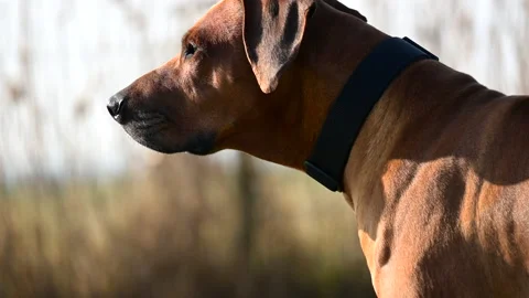 Rhodesian ridgeback dog in the field on the hunt sniffing air around Stock Footage 234426747