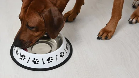 Rhodesian ridgeback dog licking empty food bowl after feeding Stock Footage 145496451
