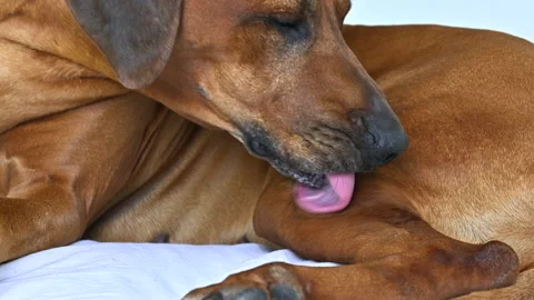 Rhodesian ridgeback dog licking wound on its leg after surgery Stock-Footage 245662362