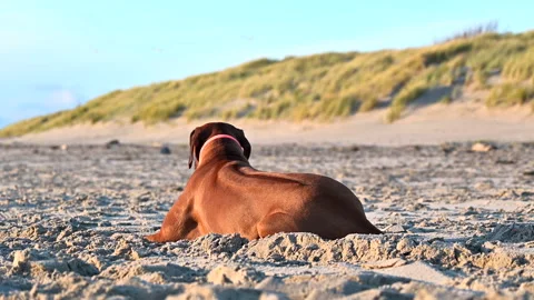 Rhodesian ridgeback dog lying on sand against dunes and blue sky Stock Footage 260851147