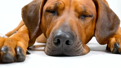 Rhodesian ridgeback dog lying on white background. Close-up dog portrait Stock-Footage 164694931