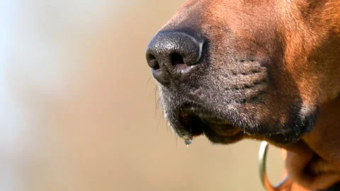 Rhodesian ridgeback dog nose sniffing air around outdoors close-up Stock-Footage 234429392