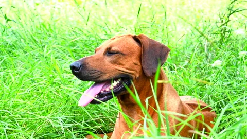 Rhodesian ridgeback dog panting and lying on green grass in hot summer day Stock-Footage 157388082