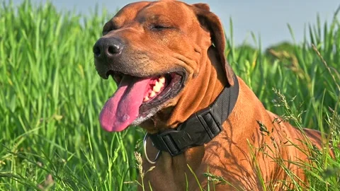 Rhodesian ridgeback dog panting with its tonque out laying on grass Stock Footage 242048553