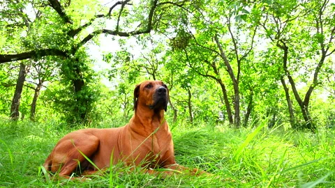 Rhodesian ridgeback dog panting, lying on grass in the forest in summer Stock Footage 157388171