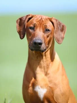 Rhodesian ridgeback dog Stock Photos
