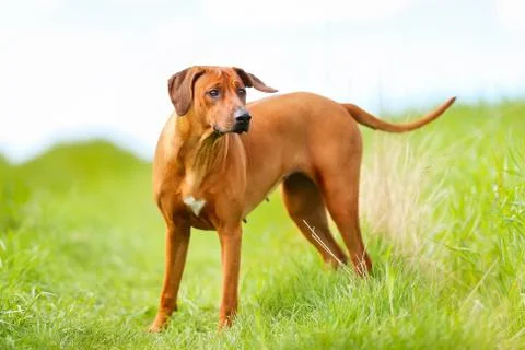 Rhodesian ridgeback dog Stock Photos