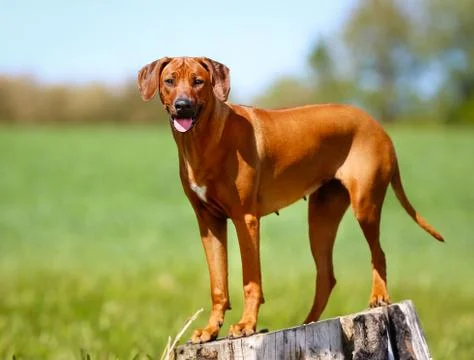 Rhodesian ridgeback dog Stock Photos