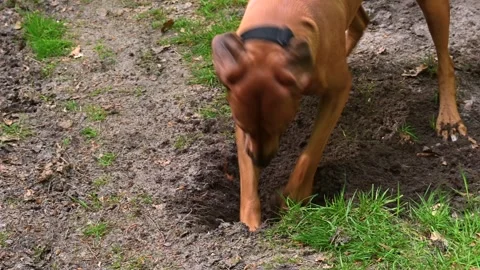 Rhodesian ridgeback dog playing and digging a hole in the ground Stock Footage 240672325