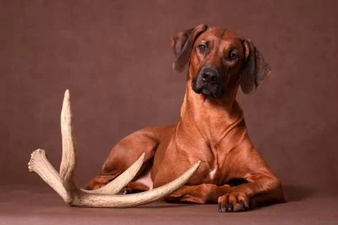 Rhodesian Ridgeback dog posing with deer antler Stock Photos