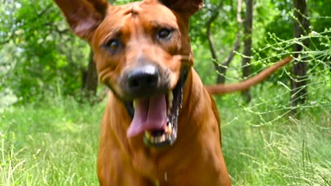 Rhodesian ridgeback dog running towards camera Stock Footage 157383917