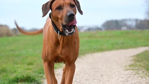 Rhodesian ridgeback dog running towards Stock Footage 234898298
