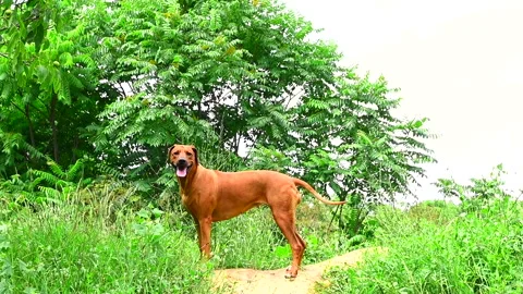 Rhodesian ridgeback dog standing on forest trail over green trees background Stock Footage 157383935
