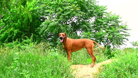 Rhodesian ridgeback dog standing on forest trail on summer day Stock Footage 157383950